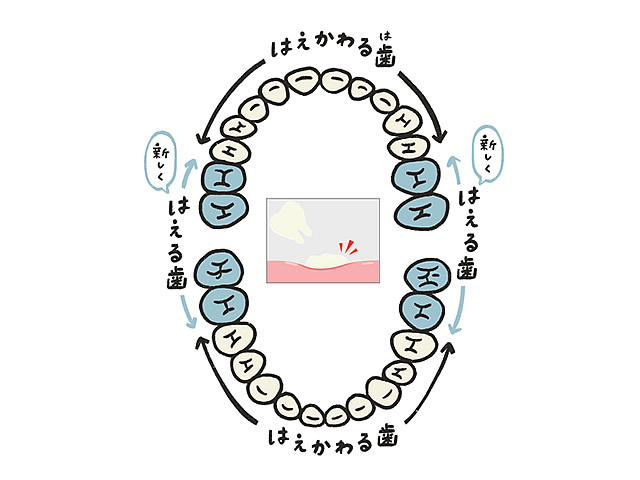 乳歯の抜歯