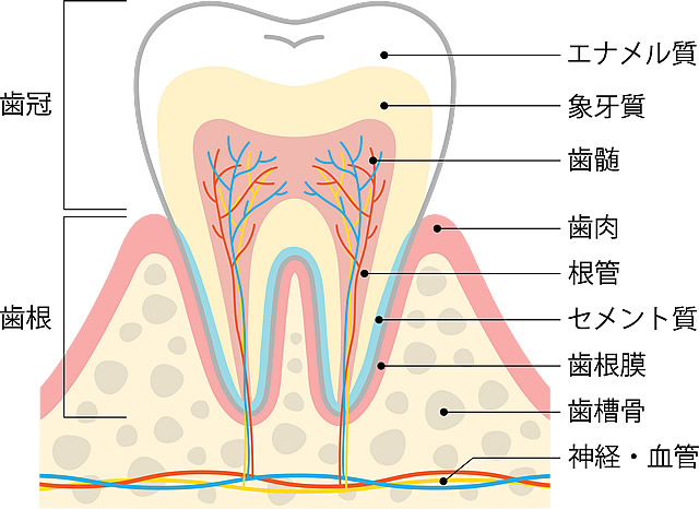 精密根管治療